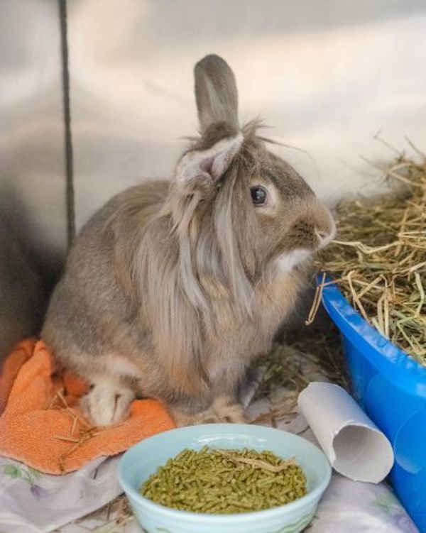 Pickles (bonded To Cleo)