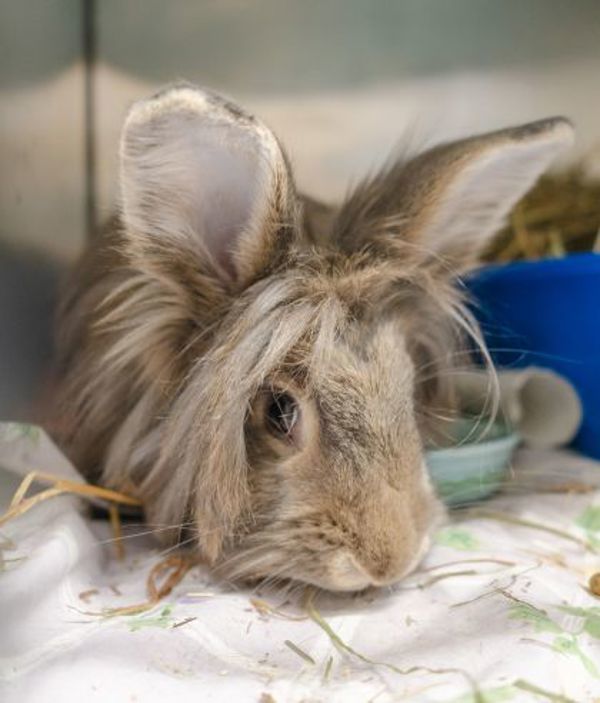 Pickles (bonded To Cleo)