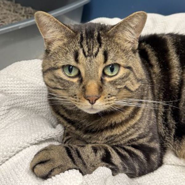 Coco (50% Off Adoption Fee)