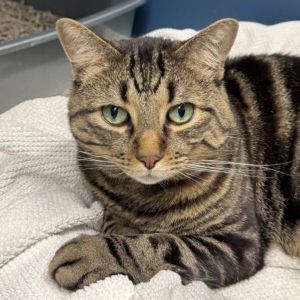Coco (50% Off Adoption Fee), Adult Male Domestic Short Hair