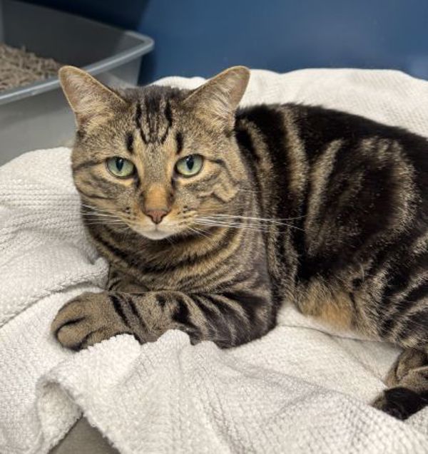Coco (50% Off Adoption Fee)