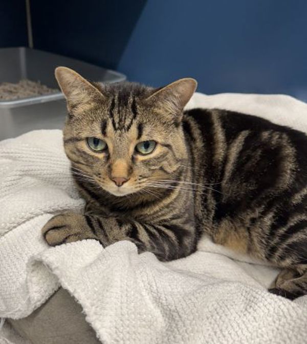 Coco (50% Off Adoption Fee)