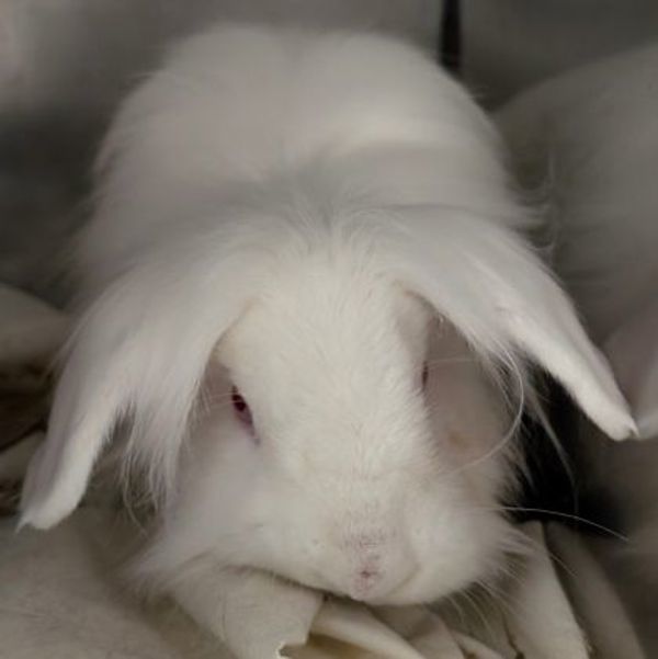 Cleo (bonded To Pickles)