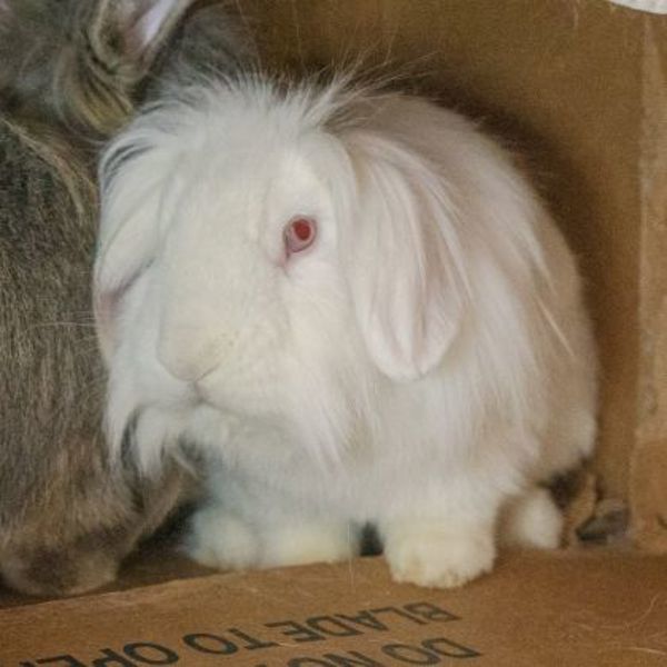 Cleo (bonded To Pickles)