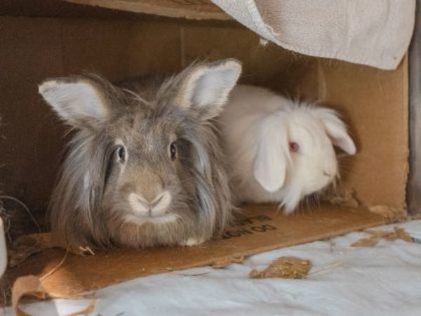 Cleo (bonded To Pickles)