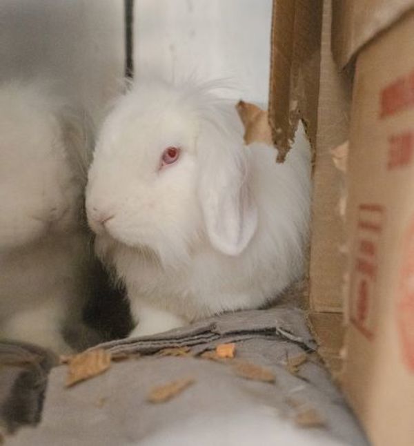 Cleo (bonded To Pickles)