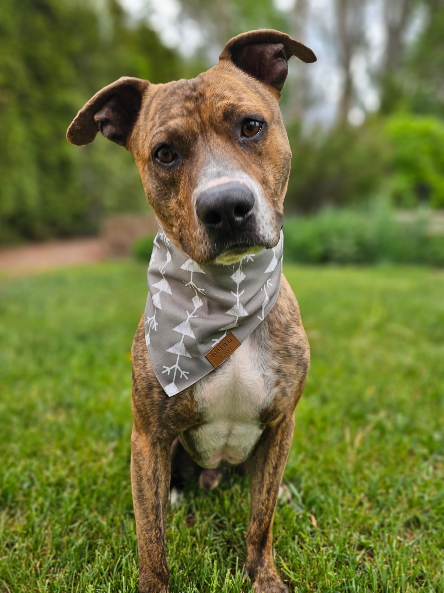 Cheddar, an adoptable Pit Bull Terrier in Twin Falls, ID, 83301 | Photo Image 1
