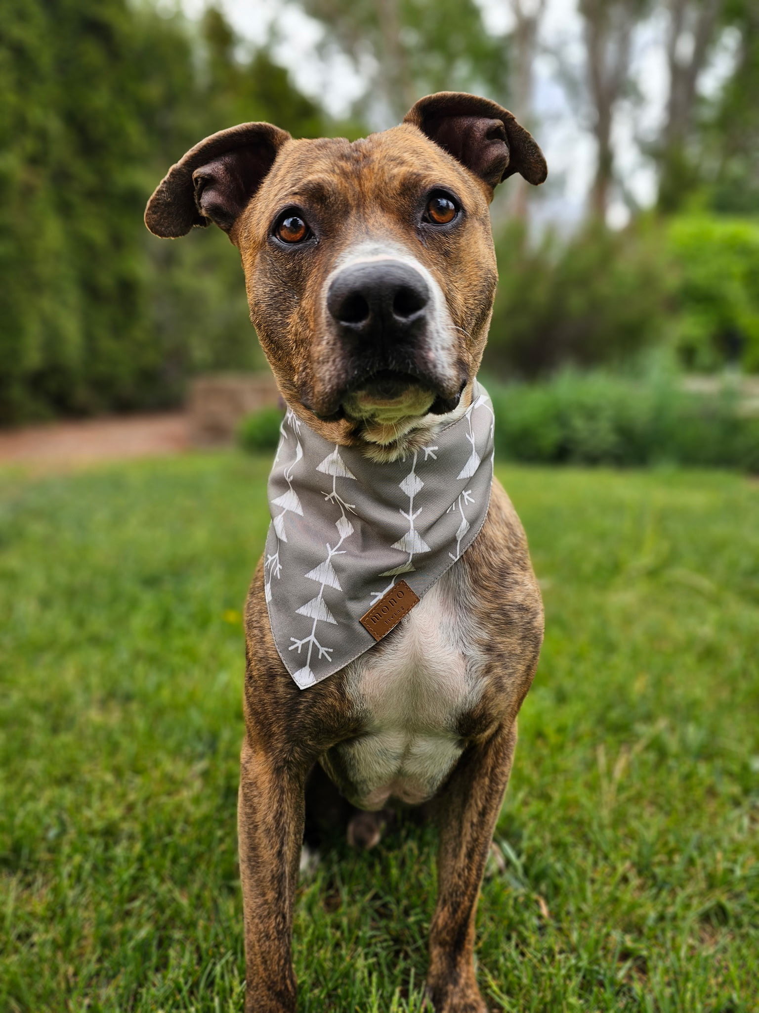 Cheddar, an adoptable Pit Bull Terrier in Twin Falls, ID, 83301 | Photo Image 4