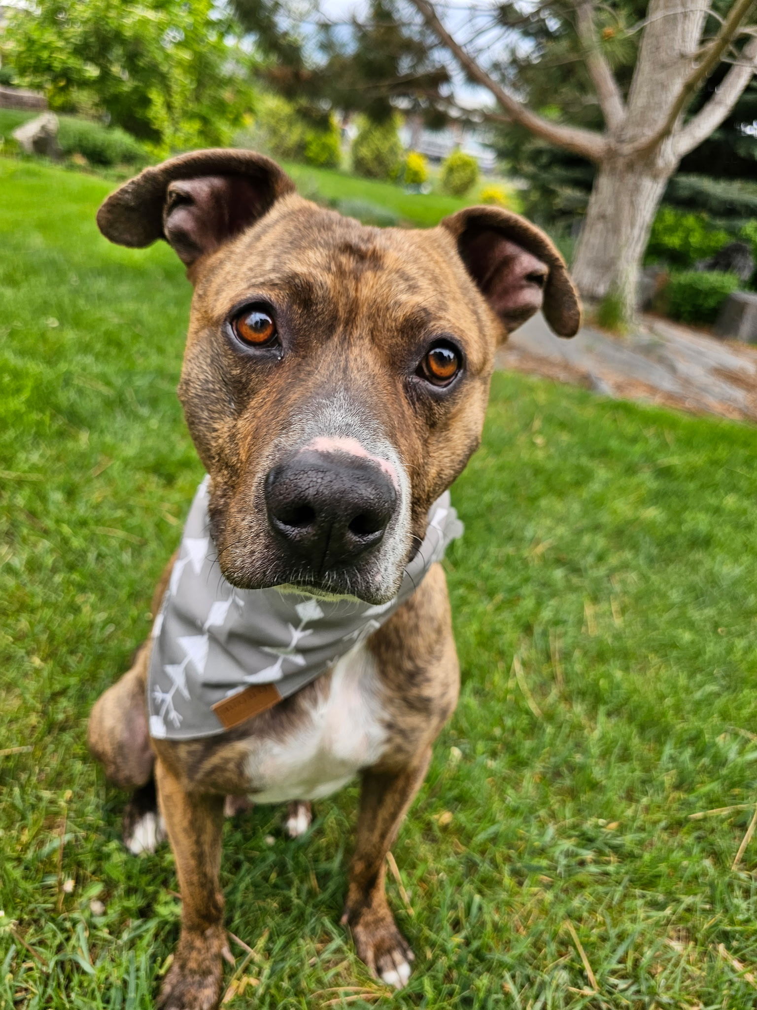 Cheddar, an adoptable Pit Bull Terrier in Twin Falls, ID, 83301 | Photo Image 5