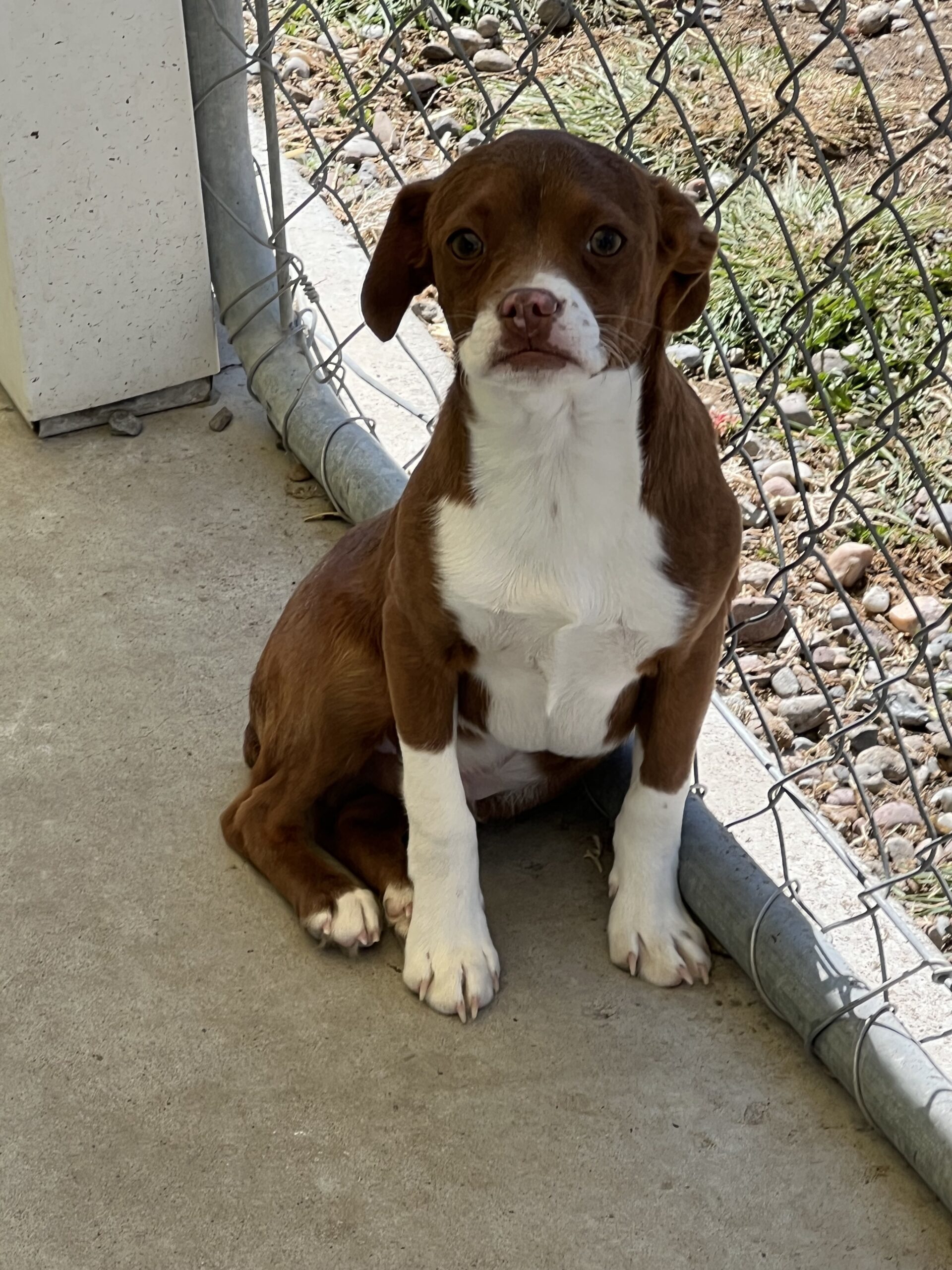 Nigel, an adoptable Cockapoo, Boston Terrier in Dillon, MT, 59725 | Photo Image 1