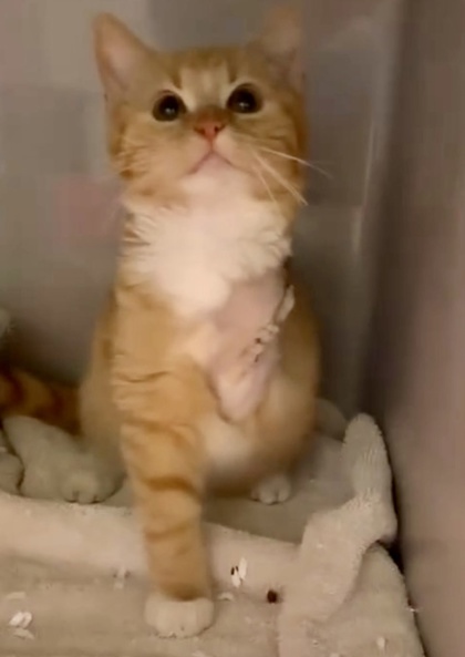 Tobias