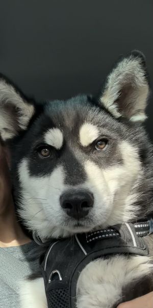 Ruka, Young Male unknown