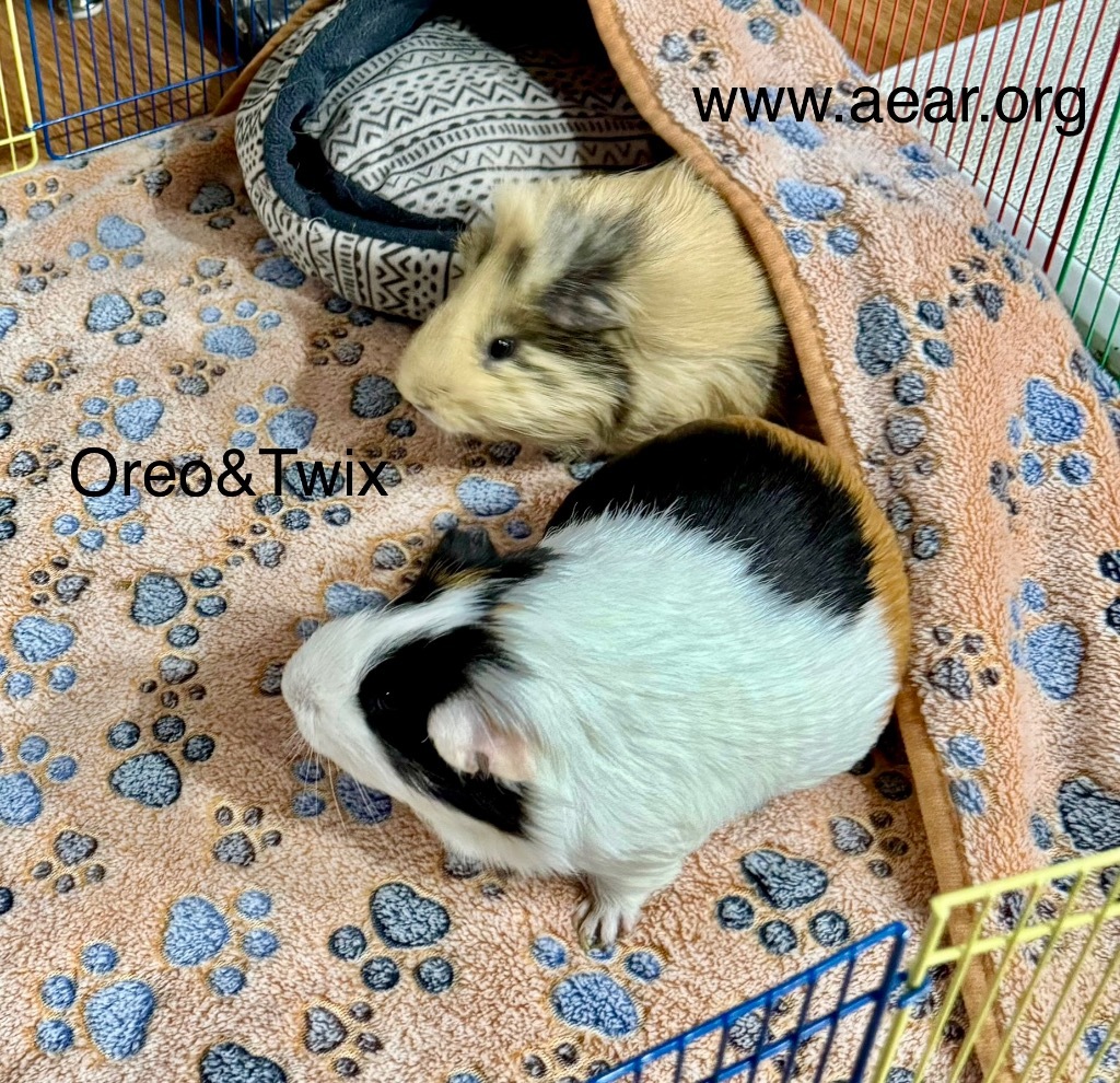 Oreo