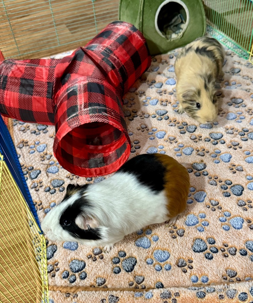 Oreo