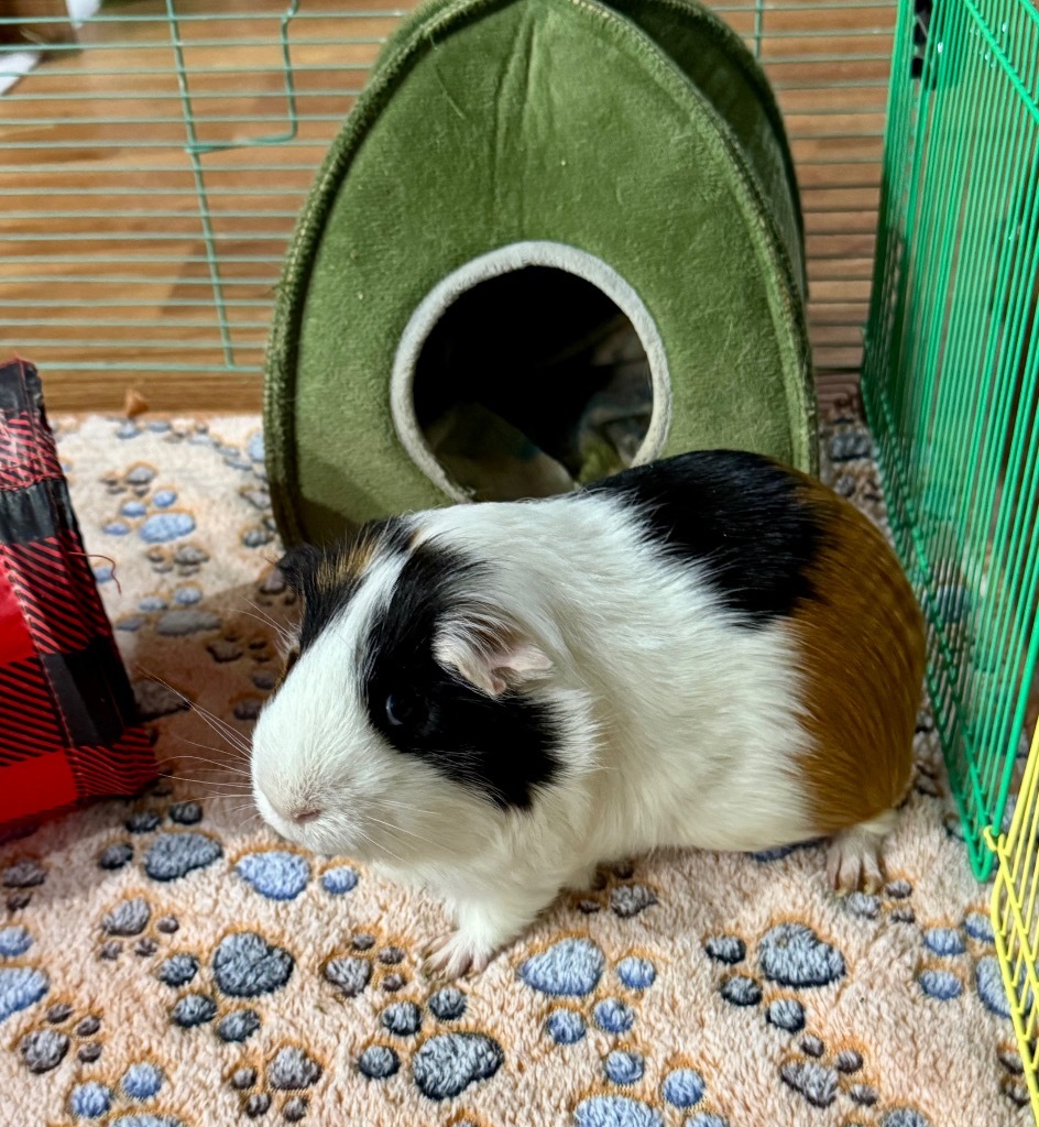 Oreo