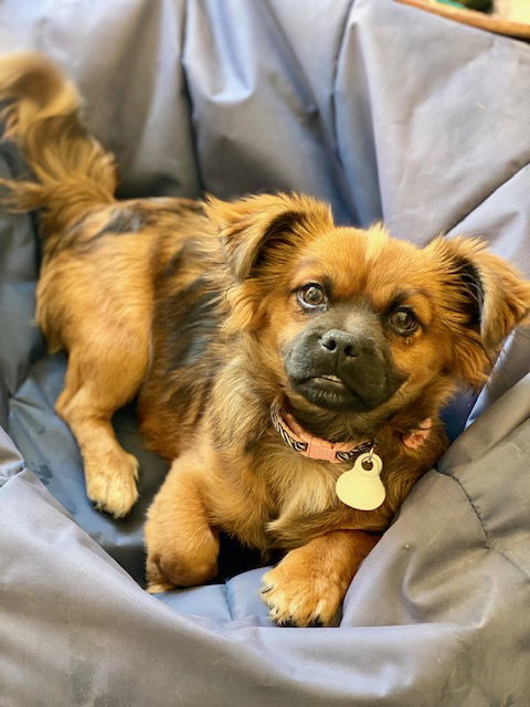 Chantel, an adoptable Pekingese, Shih Tzu in Mesa, AZ, 85205 | Photo Image 2