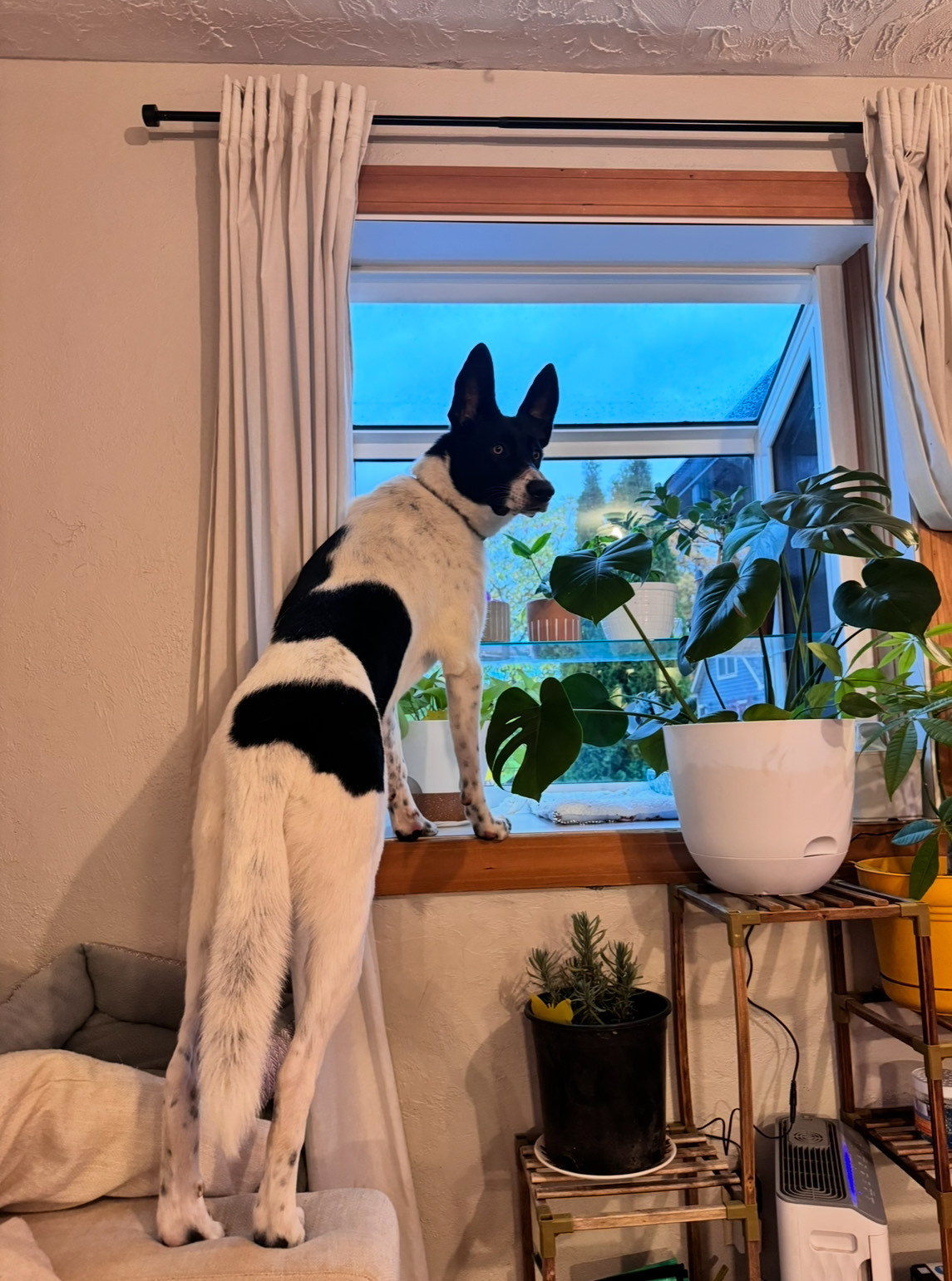 Piper