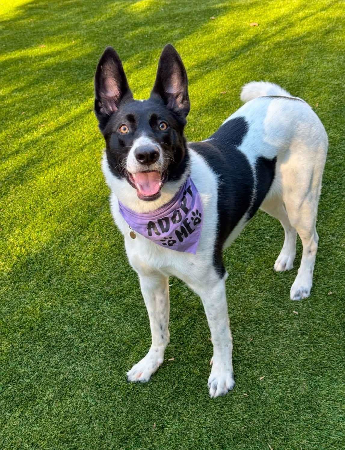Piper