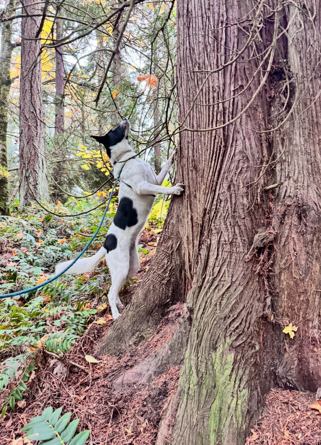 Piper