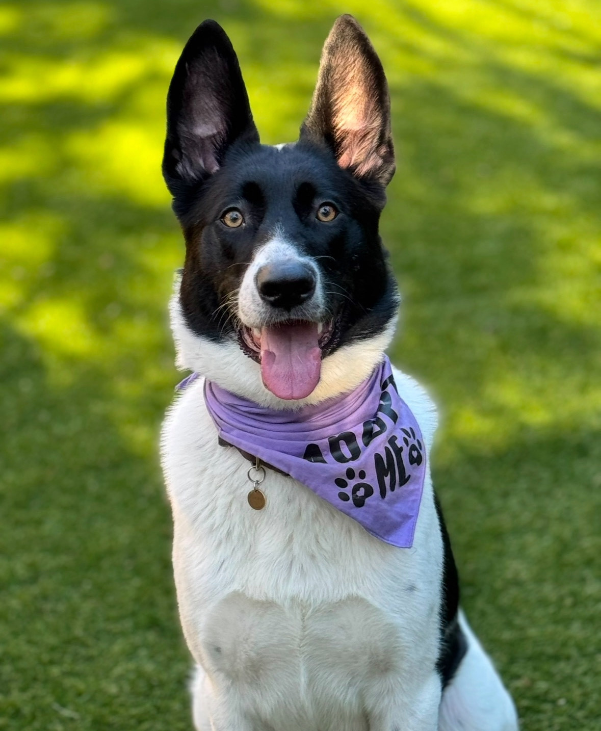 Piper