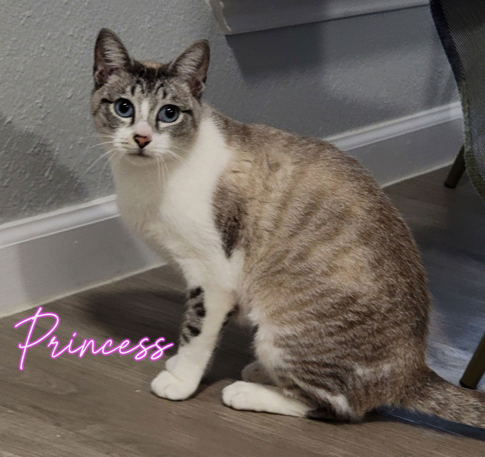 Princess #seeks-attention