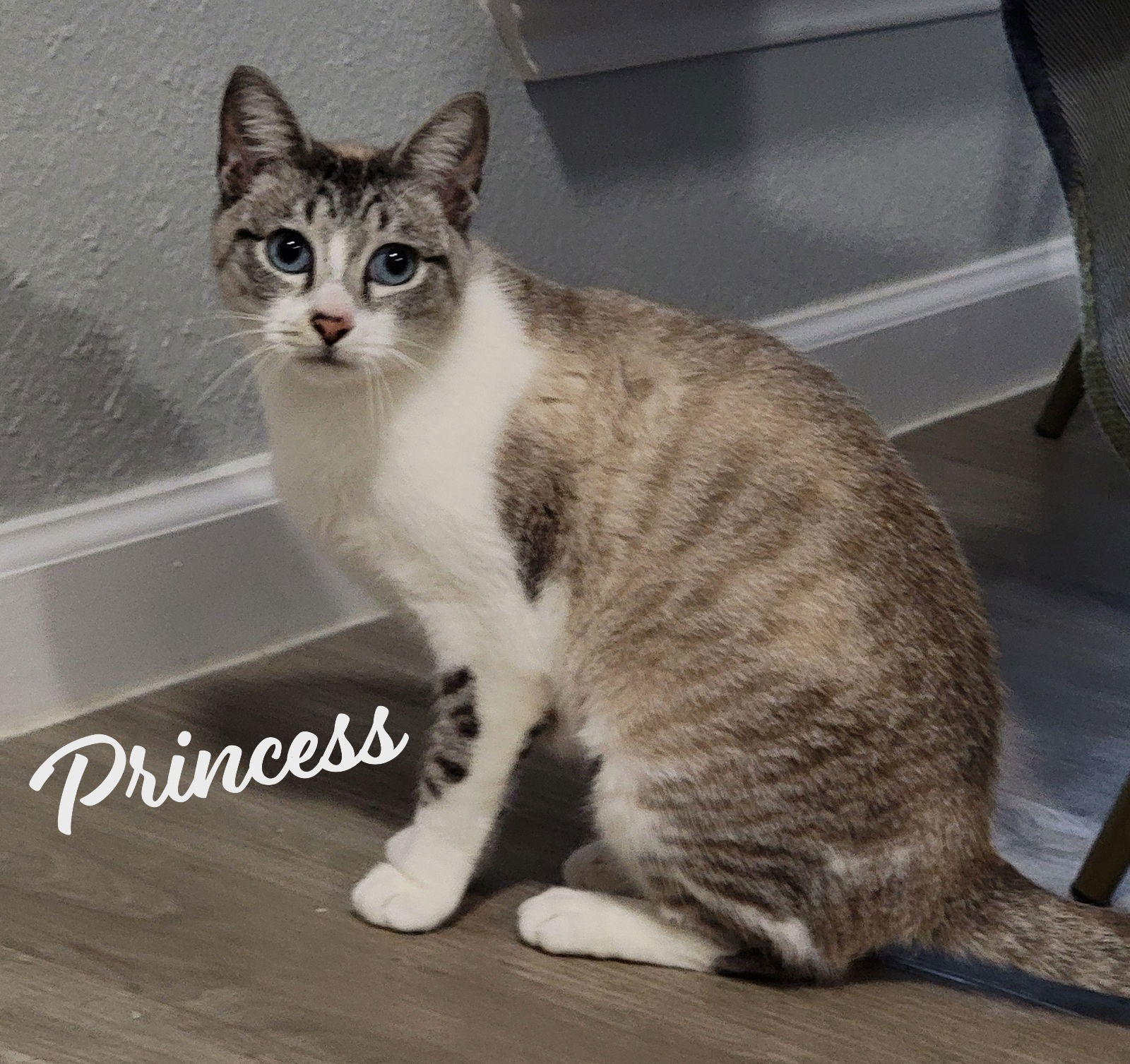 Princess #seeks-attention, an adoptable Snowshoe, Siamese in Houston, TX, 77005 | Photo Image 2