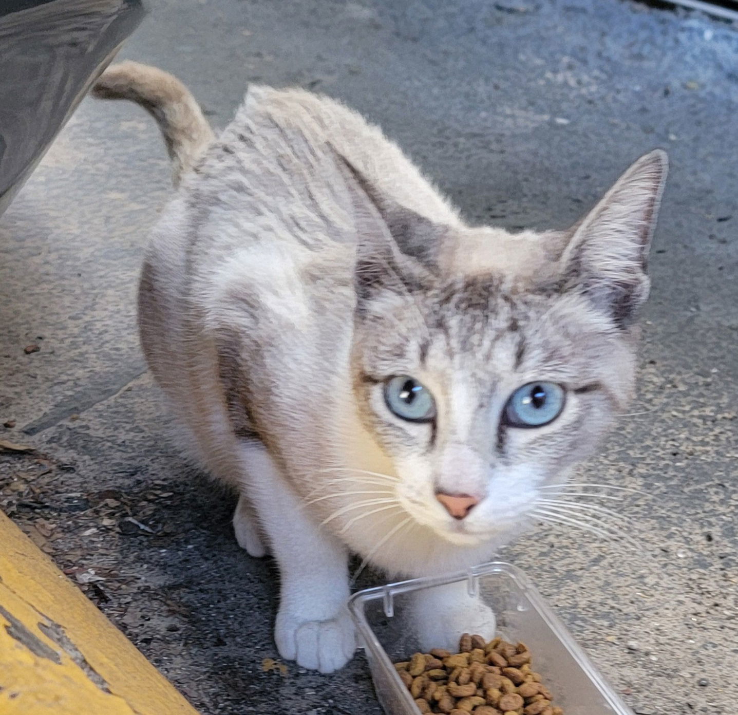 Princess #seeks-attention