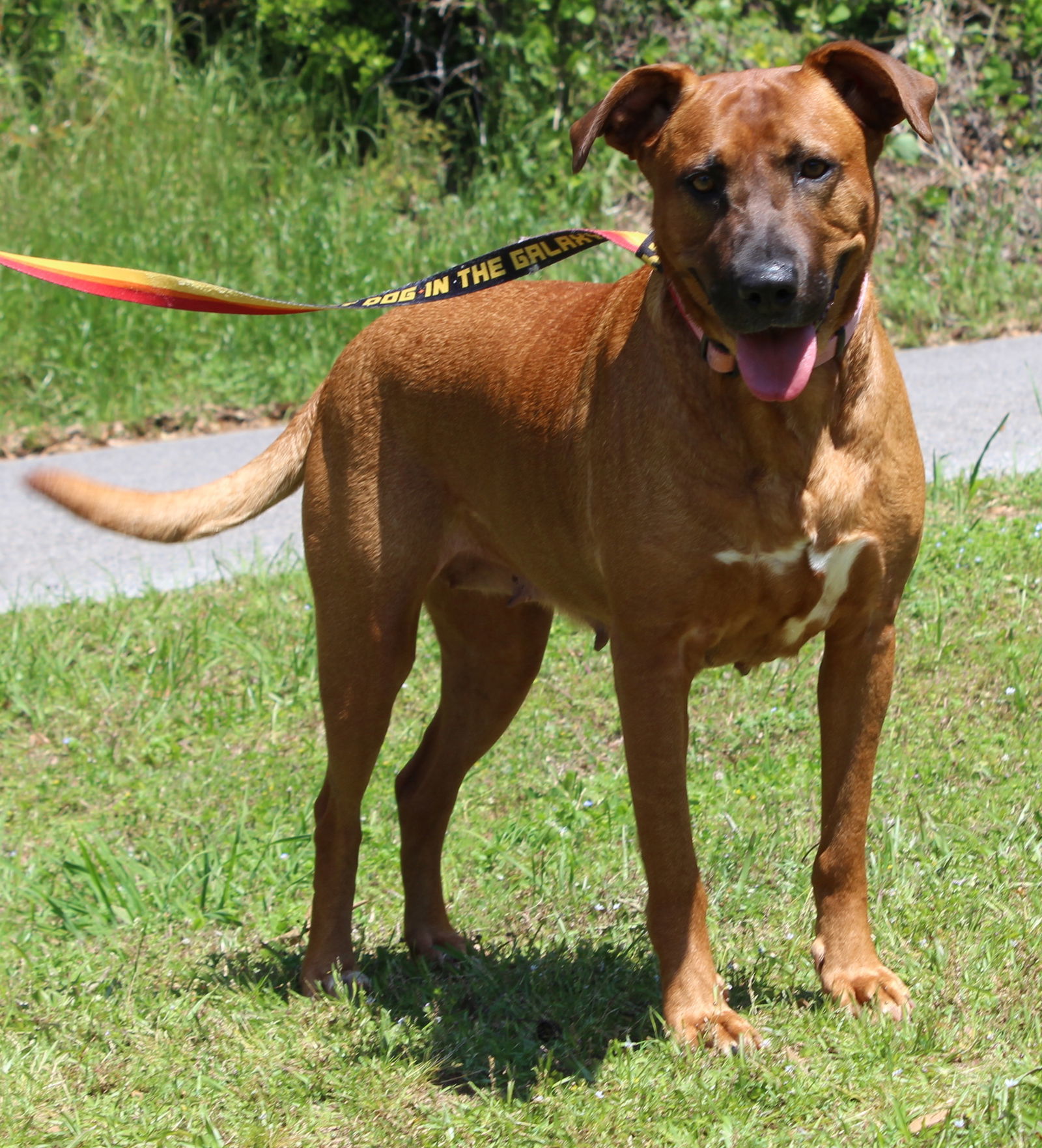 Dixie 41506