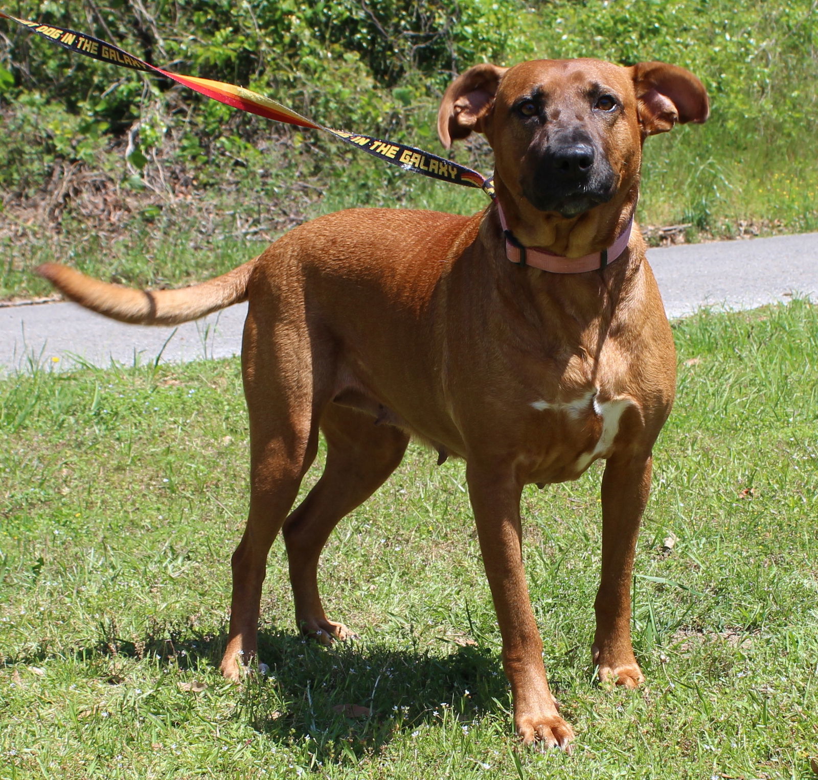 Dixie 41506