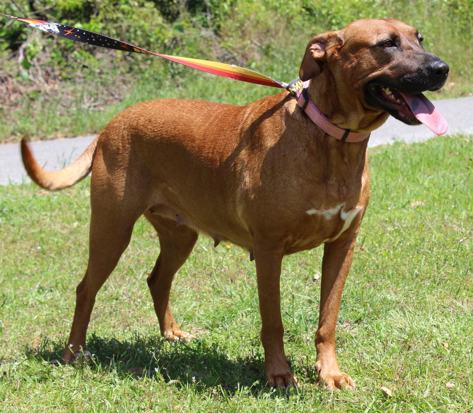 Dixie 41506