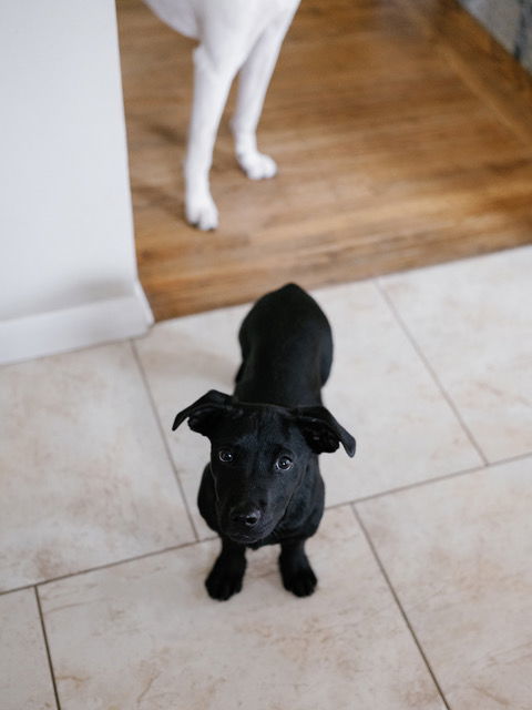 Opie
