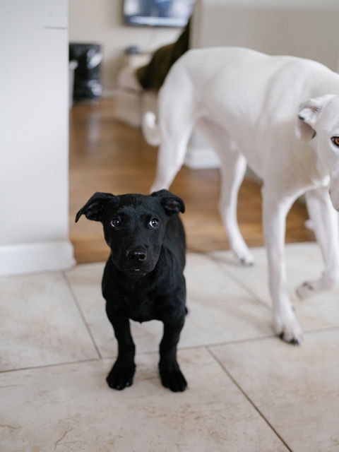 Opie