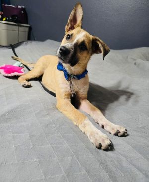Ripley