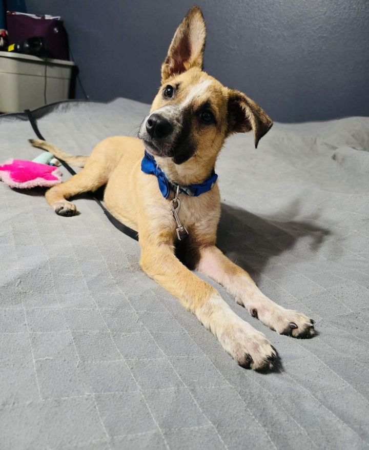 Ripley 1