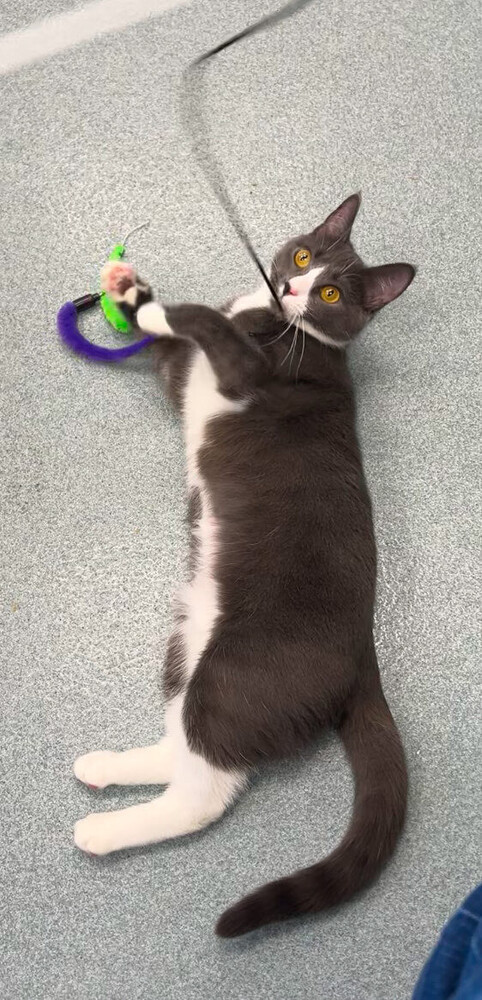 Ava, an adoptable Domestic Medium Hair in Trenton, ME, 04605 | Photo Image 1