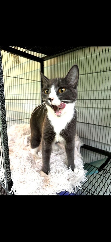 Ava, an adoptable Domestic Medium Hair in Trenton, ME, 04605 | Photo Image 2