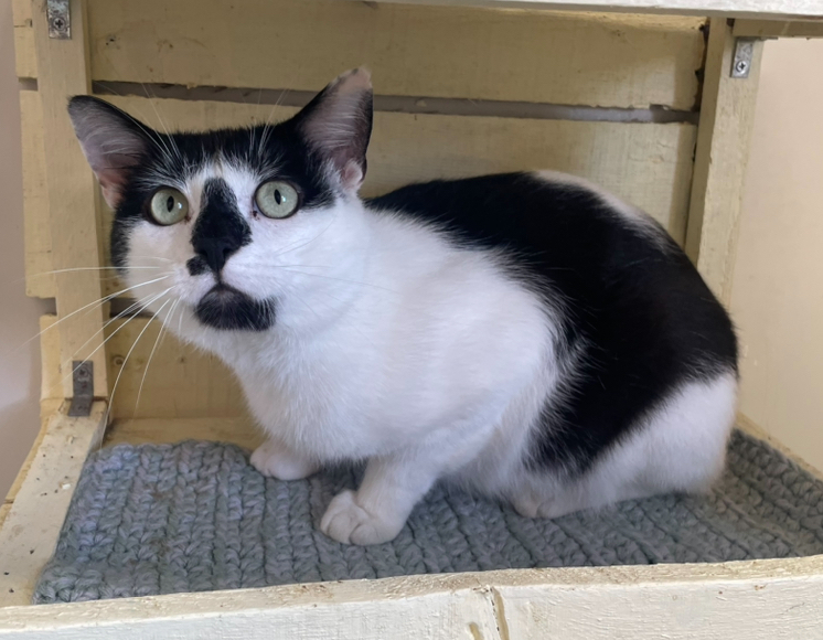 Ramboo ~ Available at PetSmart Warsaw, IN!
