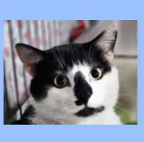 Ramboo ~ Available at PetSmart Warsaw, IN!