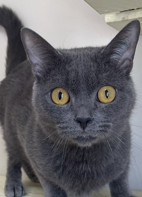 Mick ~ Available at PetSmart Warsaw, IN!!