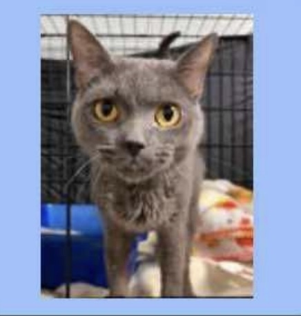 Mick ~ Available at PetSmart Warsaw, IN!!