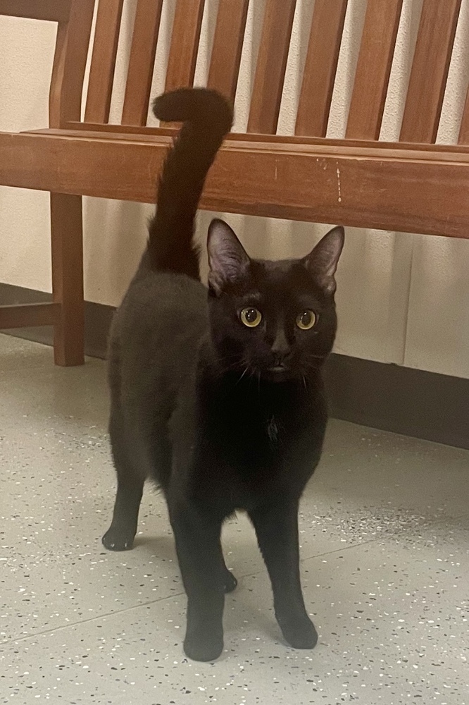 Voodoo ~ Sponsored Adoption Fee!