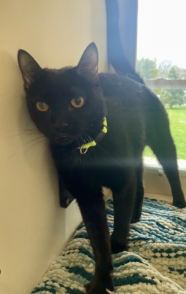 Voodoo ~ Sponsored Adoption Fee!