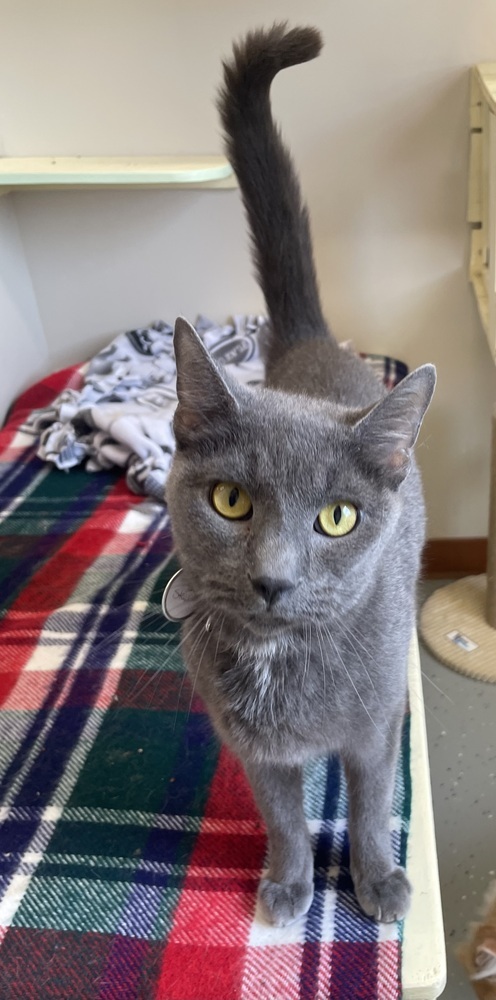 Steel ~ Available at PetSmart Warsaw, IN!