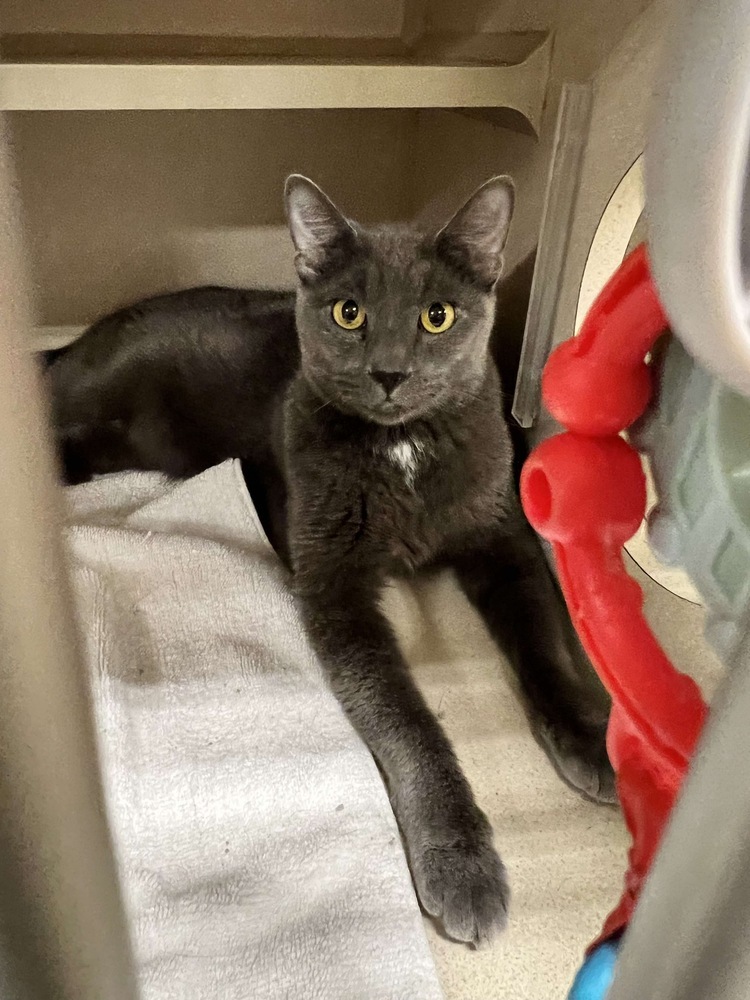Steel ~ Available at PetSmart Warsaw, IN!