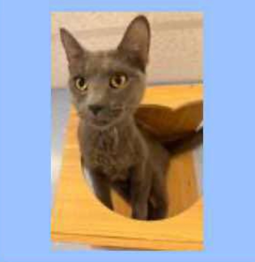 Steel ~ Available at PetSmart Warsaw, IN!