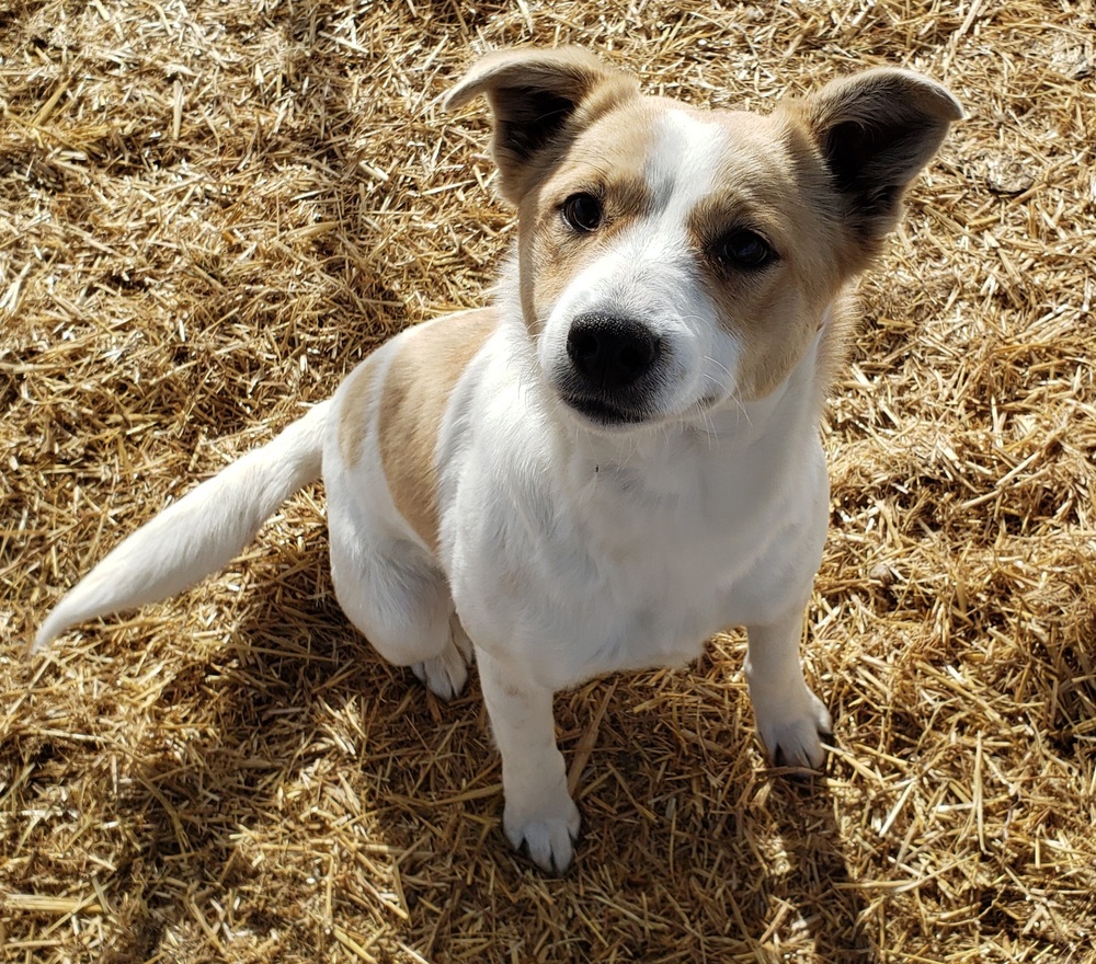 Fitz, an adoptable Terrier in Challis, ID, 83226 | Photo Image 1