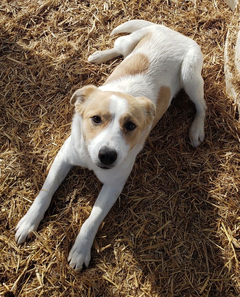 Fitz, an adoptable Terrier in Challis, ID, 83226 | Photo Image 4