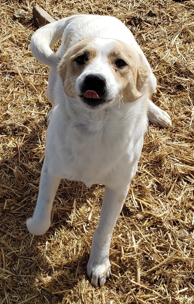 Fitz, an adoptable Terrier in Challis, ID, 83226 | Photo Image 5