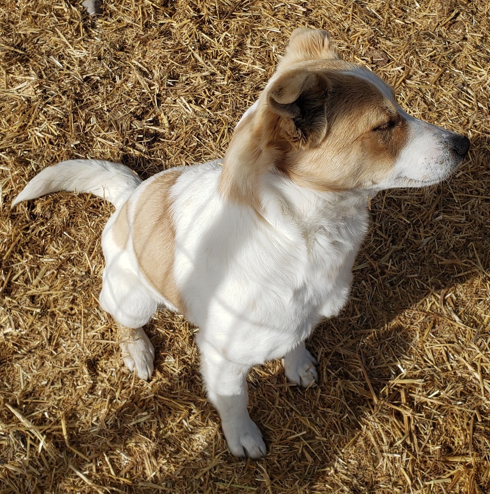 Fitz, an adoptable Terrier in Challis, ID, 83226 | Photo Image 6
