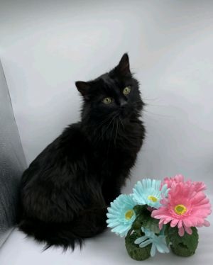 Ebbi, Adult Female Domestic Long Hair
